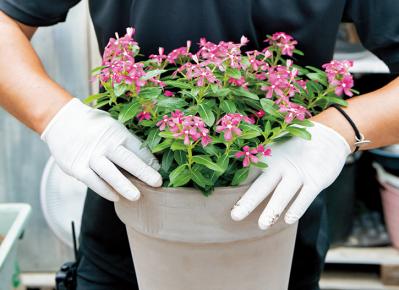 【ガーデニング】初心者でも簡単に作れる「3A」寄せ植えとは？ 夏じゅう楽しめて手入れもラク！（サムネイル画像15）