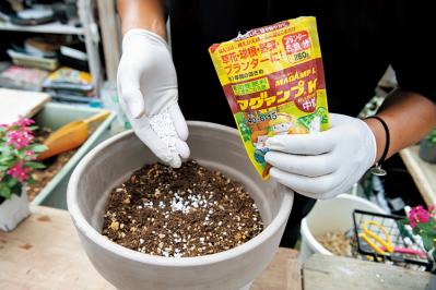 【ガーデニング】初心者でも簡単に作れる「3A」寄せ植えとは？ 夏じゅう楽しめて手入れもラク！（サムネイル画像9）