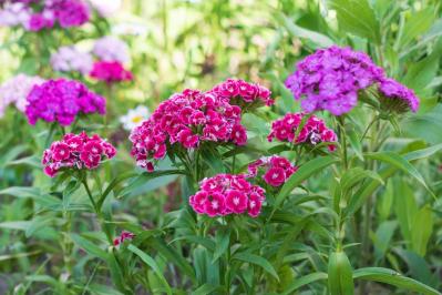 【ガーデニング】懐かしい昭和の夏の花8選！ノスタルジック気分にひたる（サムネイル画像10）