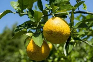 ほのかな苦味と酸味が爽やか！話題の河内晩柑のジュースと、切り干し大根　料理研究家 岩﨑啓子さんのお取り寄せ（サムネイル画像3）