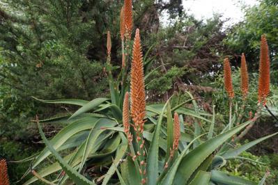 【ガーデニング】かっこいいドライガーデンにおすすめ！乾燥に強い植物［8選］（サムネイル画像10）