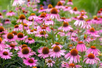 【ガーデニング】かっこいいドライガーデンにおすすめ！乾燥に強い植物［8選］（サムネイル画像16）