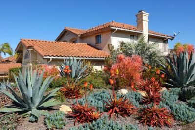 【ガーデニング】かっこいいドライガーデンにおすすめ！乾燥に強い植物［8選］（サムネイル画像3）