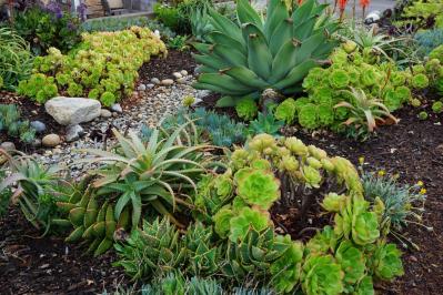 【ガーデニング】かっこいいドライガーデンにおすすめ！乾燥に強い植物［8選］（サムネイル画像5）