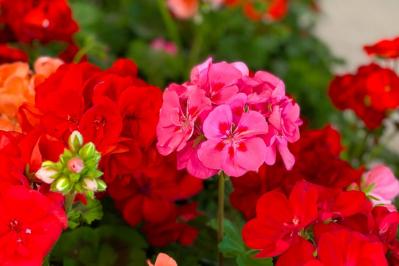 【ガーデニング】かっこいいドライガーデンにおすすめ！乾燥に強い植物［8選］（サムネイル画像18）