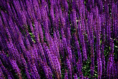 【ガーデニング】かっこいいドライガーデンにおすすめ！乾燥に強い植物［8選］（サムネイル画像17）