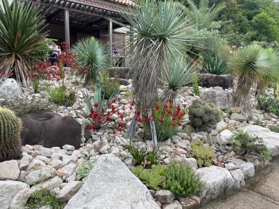 【ガーデニング】かっこいいドライガーデンにおすすめ！乾燥に強い植物［8選］（サムネイル画像8）