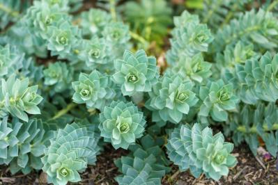 【ガーデニング】かっこいいドライガーデンにおすすめ！乾燥に強い植物［8選］（サムネイル画像14）