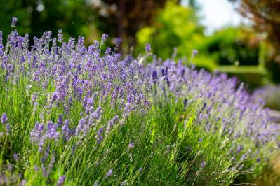 【ガーデニング】かっこいいドライガーデンにおすすめ！乾燥に強い植物［8選］（サムネイル画像15）