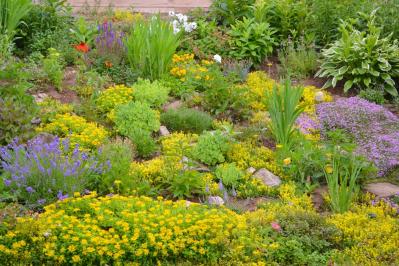 【ガーデニング】かっこいいドライガーデンにおすすめ！乾燥に強い植物［8選］（サムネイル画像19）