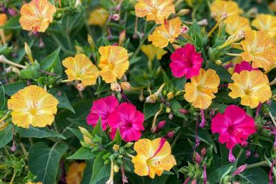 8月5日の花とは？【366日の誕生花と幸せの花言葉】