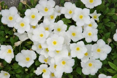 8月6日の花とは？【366日の誕生花と幸せの花言葉】