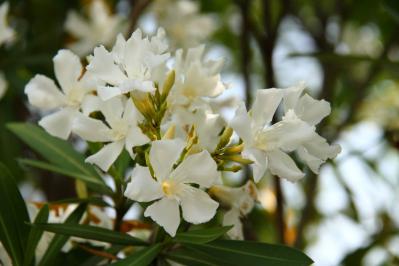 8月3日の花とは？【366日の誕生花と幸せの花言葉】