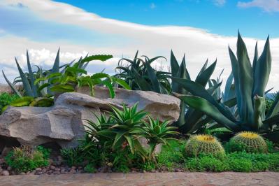 【ガーデニング】かっこいいドライガーデンにおすすめ！乾燥に強い植物［8選］（サムネイル画像2）