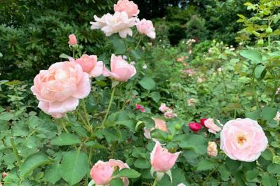 【ガーデニング】真夏のバラは「葉」が命！暑さに強いバラ5選（サムネイル画像）