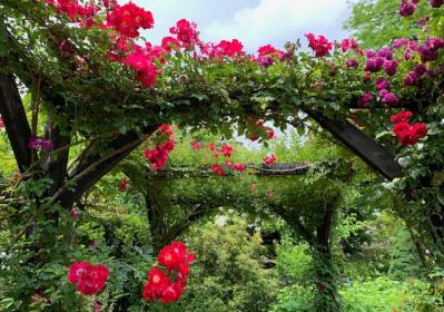 【ガーデニング】真夏のバラは「葉」が命！暑さに強いバラ5選（サムネイル画像2）