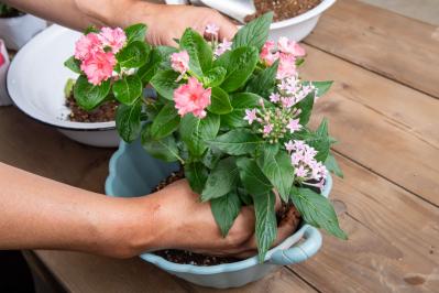 【ガーデニング】ピンクでまとめてロマンチックな印象！ニチニチソウ、ペンタスが主役の「夏の寄せ植え」（サムネイル画像10）