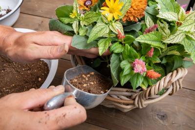 ガーデニング【富田英明さんの寄せ植え】見るだけで元気をもらえる！ ホットカラーの花のコンテナ（サムネイル画像18）