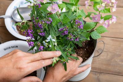 ガーデニング【富田英明さんの寄せ植え】初心者でも上手に作れる！ ブルー、パープルで涼しげな夏のコンテナ（サムネイル画像15）