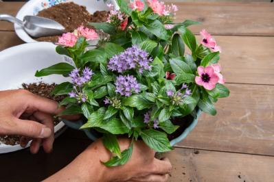 【ガーデニング】ピンクでまとめてロマンチックな印象！ニチニチソウ、ペンタスが主役の「夏の寄せ植え」（サムネイル画像12）