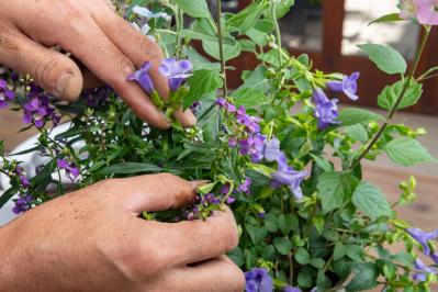ガーデニング【富田英明さんの寄せ植え】初心者でも上手に作れる！ ブルー、パープルで涼しげな夏のコンテナ（サムネイル画像16）