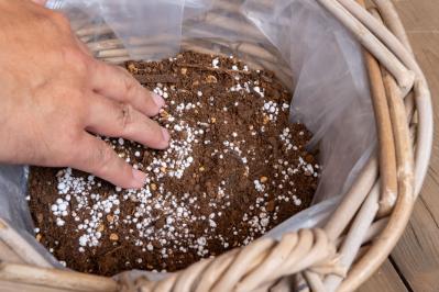 ガーデニング【富田英明さんの寄せ植え】見るだけで元気をもらえる！ ホットカラーの花のコンテナ（サムネイル画像8）