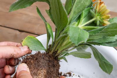 ガーデニング【富田英明さんの寄せ植え】見るだけで元気をもらえる！ ホットカラーの花のコンテナ（サムネイル画像12）