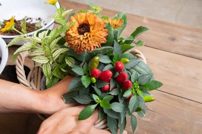 ガーデニング【富田英明さんの寄せ植え】見るだけで元気をもらえる！ ホットカラーの花のコンテナ（サムネイル画像14）