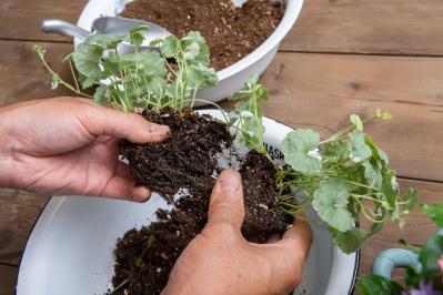 【ガーデニング】ピンクでまとめてロマンチックな印象！ニチニチソウ、ペンタスが主役の「夏の寄せ植え」（サムネイル画像13）