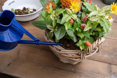 ガーデニング【富田英明さんの寄せ植え】見るだけで元気をもらえる！ ホットカラーの花のコンテナ（サムネイル画像20）