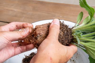 ガーデニング【富田英明さんの寄せ植え】見るだけで元気をもらえる！ ホットカラーの花のコンテナ（サムネイル画像10）