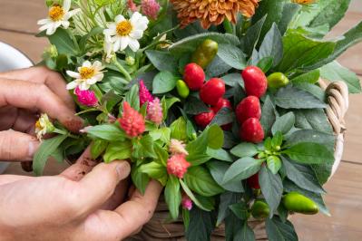 ガーデニング【富田英明さんの寄せ植え】見るだけで元気をもらえる！ ホットカラーの花のコンテナ（サムネイル画像17）