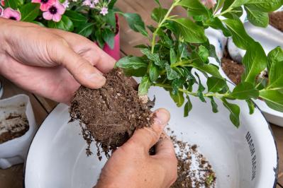 【ガーデニング】ピンクでまとめてロマンチックな印象！ニチニチソウ、ペンタスが主役の「夏の寄せ植え」（サムネイル画像8）