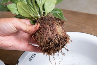 ガーデニング【富田英明さんの寄せ植え】見るだけで元気をもらえる！ ホットカラーの花のコンテナ（サムネイル画像11）