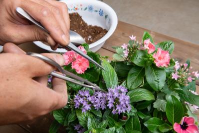 【ガーデニング】ピンクでまとめてロマンチックな印象！ニチニチソウ、ペンタスが主役の「夏の寄せ植え」（サムネイル画像17）