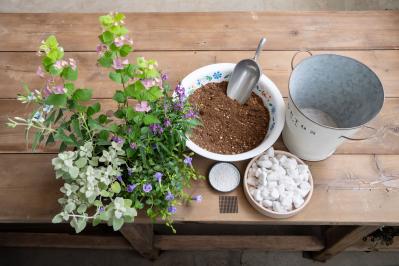 ガーデニング【富田英明さんの寄せ植え】初心者でも上手に作れる！ ブルー、パープルで涼しげな夏のコンテナ（サムネイル画像5）