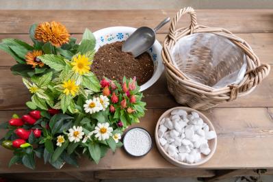 ガーデニング【富田英明さんの寄せ植え】見るだけで元気をもらえる！ ホットカラーの花のコンテナ（サムネイル画像4）