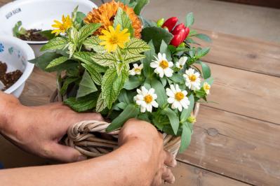 ガーデニング【富田英明さんの寄せ植え】見るだけで元気をもらえる！ ホットカラーの花のコンテナ（サムネイル画像15）