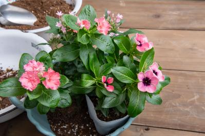 【ガーデニング】ピンクでまとめてロマンチックな印象！ニチニチソウ、ペンタスが主役の「夏の寄せ植え」（サムネイル画像11）