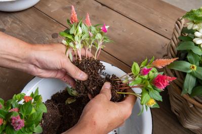 ガーデニング【富田英明さんの寄せ植え】見るだけで元気をもらえる！ ホットカラーの花のコンテナ（サムネイル画像16）
