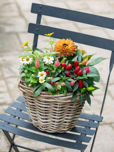 ガーデニング【富田英明さんの寄せ植え】見るだけで元気をもらえる！ ホットカラーの花のコンテナ（サムネイル画像21）