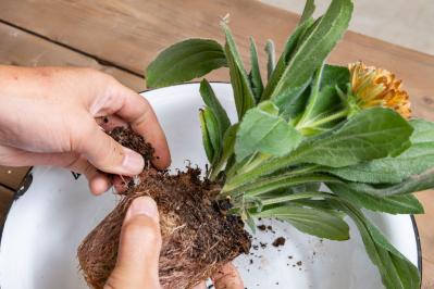 ガーデニング【富田英明さんの寄せ植え】見るだけで元気をもらえる！ ホットカラーの花のコンテナ（サムネイル画像9）