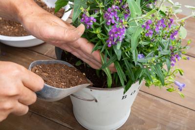 ガーデニング【富田英明さんの寄せ植え】初心者でも上手に作れる！ ブルー、パープルで涼しげな夏のコンテナ（サムネイル画像18）