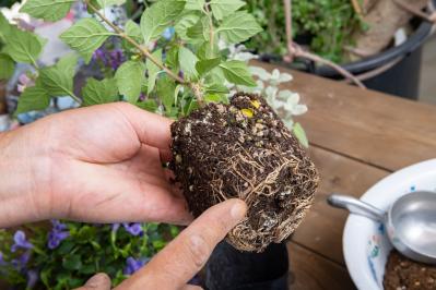 ガーデニング【富田英明さんの寄せ植え】初心者でも上手に作れる！ ブルー、パープルで涼しげな夏のコンテナ（サムネイル画像10）