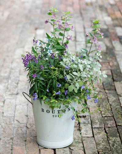 ガーデニング【富田英明さんの寄せ植え】初心者でも上手に作れる！ ブルー、パープルで涼しげな夏のコンテナ（サムネイル画像20）