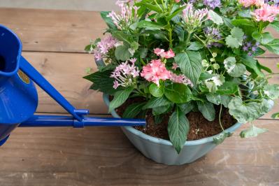 【ガーデニング】ピンクでまとめてロマンチックな印象！ニチニチソウ、ペンタスが主役の「夏の寄せ植え」（サムネイル画像18）