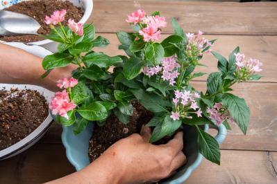 【ガーデニング】ピンクでまとめてロマンチックな印象！ニチニチソウ、ペンタスが主役の「夏の寄せ植え」（サムネイル画像9）