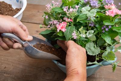 【ガーデニング】ピンクでまとめてロマンチックな印象！ニチニチソウ、ペンタスが主役の「夏の寄せ植え」（サムネイル画像16）