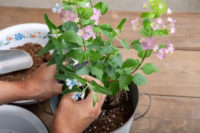 ガーデニング【富田英明さんの寄せ植え】初心者でも上手に作れる！ ブルー、パープルで涼しげな夏のコンテナ（サムネイル画像14）