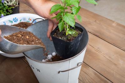 ガーデニング【富田英明さんの寄せ植え】初心者でも上手に作れる！ ブルー、パープルで涼しげな夏のコンテナ（サムネイル画像8）